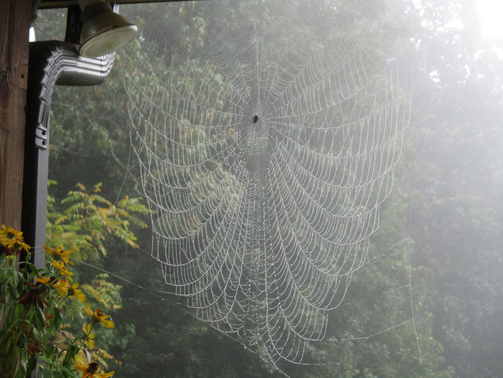 Lacy beauty